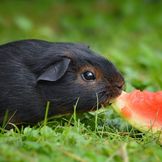 Male životinje - odabrani dodaci prehrani i proizvodi za njegu