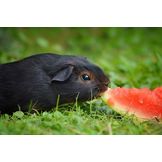 Majhne živali - izbrani prehranski dodatki in izdelki za nego