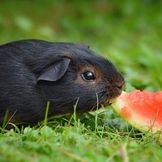 Majhne živali - izbrani prehranski dodatki in izdelki za nego