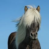 Pferde - Produkte, speziell für Pferde