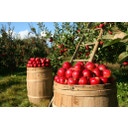 BioKing Vinaigre de Cidre Trouble Bio