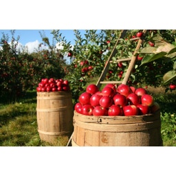 BioKing Vinaigre de Cidre Trouble Bio