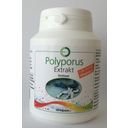 Sanacare Ekstrakt z organicznego polyporus - 90 Kapsułek