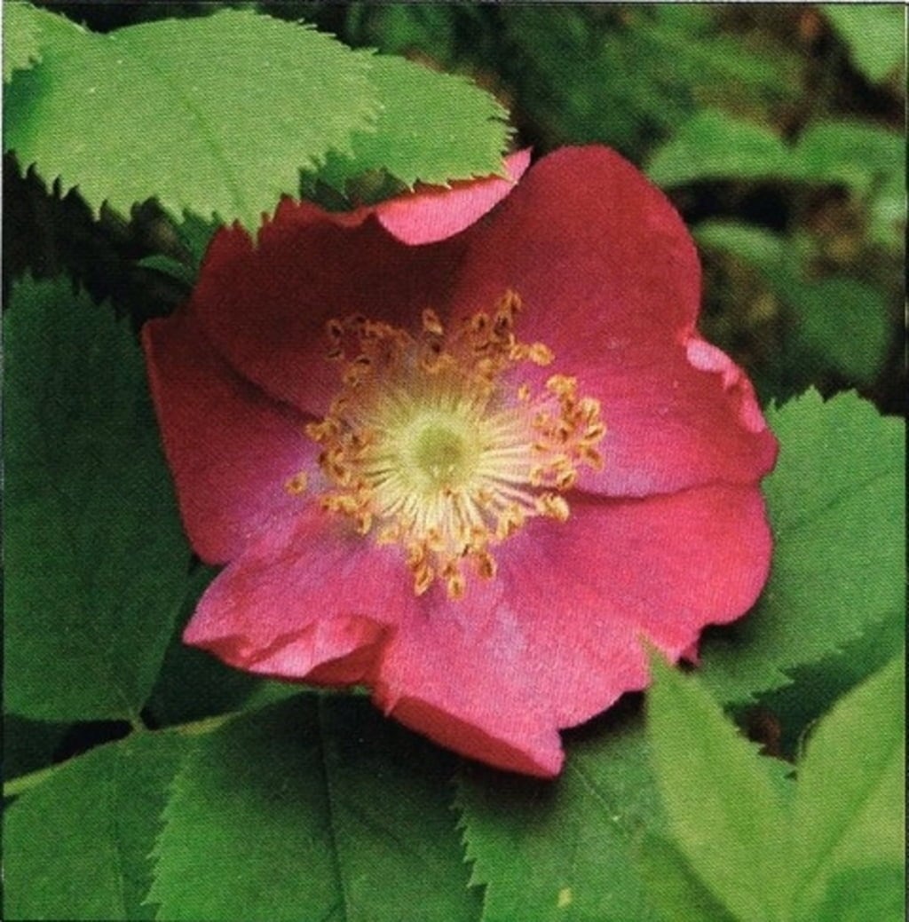 Life Light Alpensegen - Rosa Canina - 50 ml