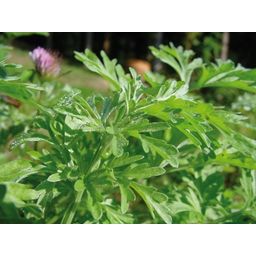 Life Light Alpensegen Artemisia - 50 ml