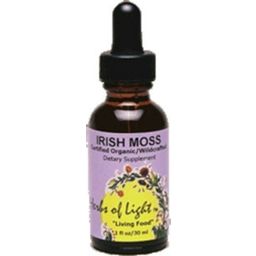 Irisches Moos