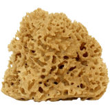 Cose della Natura Washed Honeycomb Sea Sponge