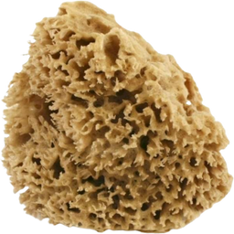 Cose della Natura Washed Honeycomb Sea Sponge - Medium, 8 - 10 g
