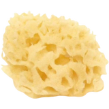 Cose della Natura Bleached Honeycomb Sea Sponge